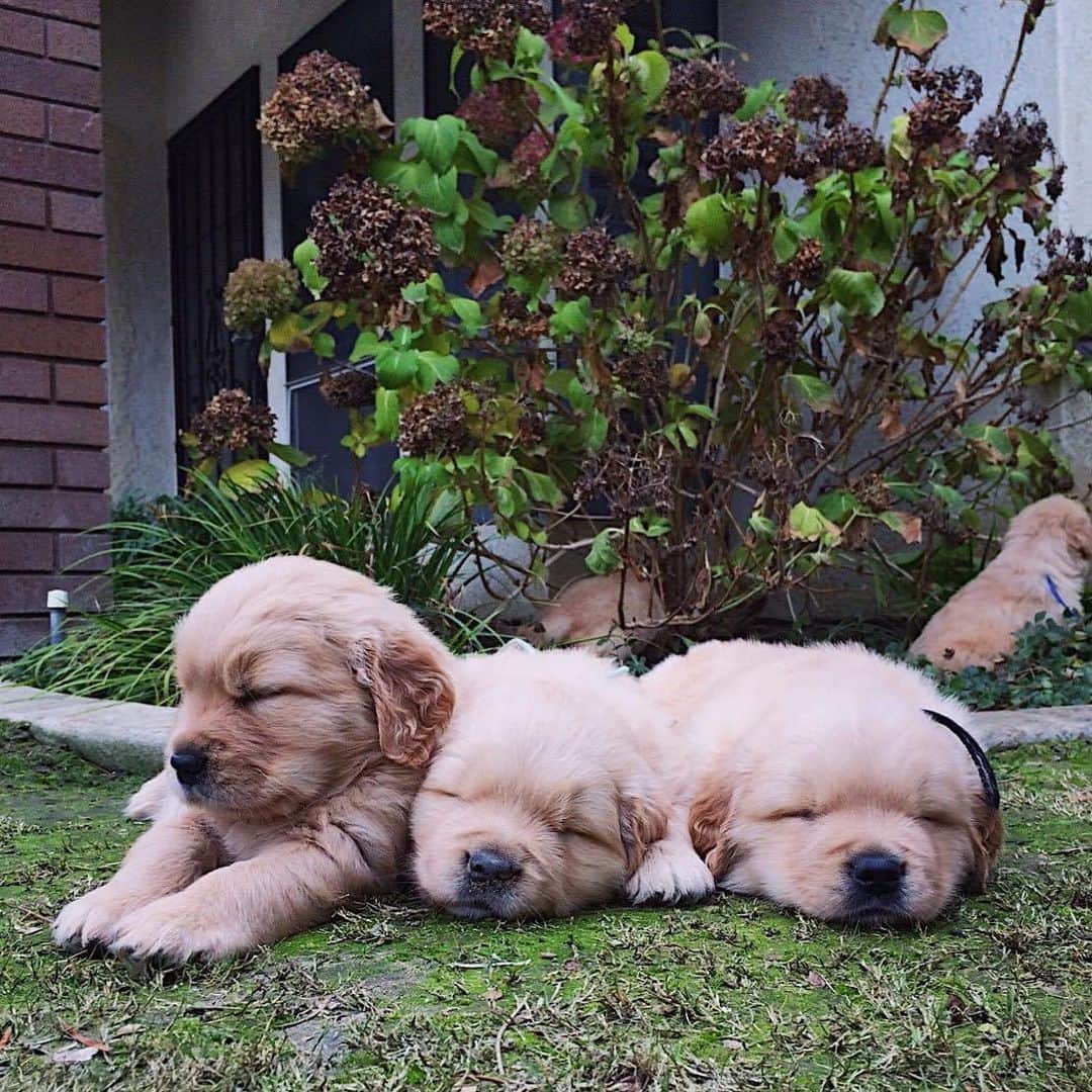 Buddy Boo Blueのインスタグラム：「Ok I failed to mention that the last photo was from Bluebeary’s 2nd birthday (four years ago). So happy 6th birthday to our Bluebeary Pie!! You bring us the greatest cuddles, snuggles, and love. Can anyone guess which of these nuggets is him?」