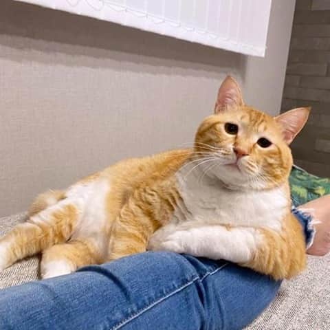 Aww Clubさんのインスタグラム写真 - (Aww ClubInstagram)「Hand over the catnip I pawmise I won't smack you today⠀ ⠀ 📷@gupitaro⠀ ⠀ #meowed #gupitaro #captionthis #japan #🇯🇵」12月9日 6時00分 - meowed