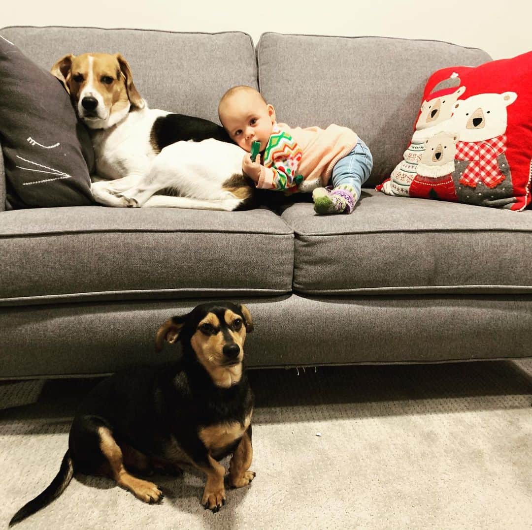 メーガン・デュアメルさんのインスタグラム写真 - (メーガン・デュアメルInstagram)「Thanks for all the birthday love ❤️ I spent my day with these 3 crazies! #allmybabies #dogsandbaby #furbabies #babygirl #beagle #chiweenie #onlymissingthecat」12月9日 6時55分 - meaganduhamel