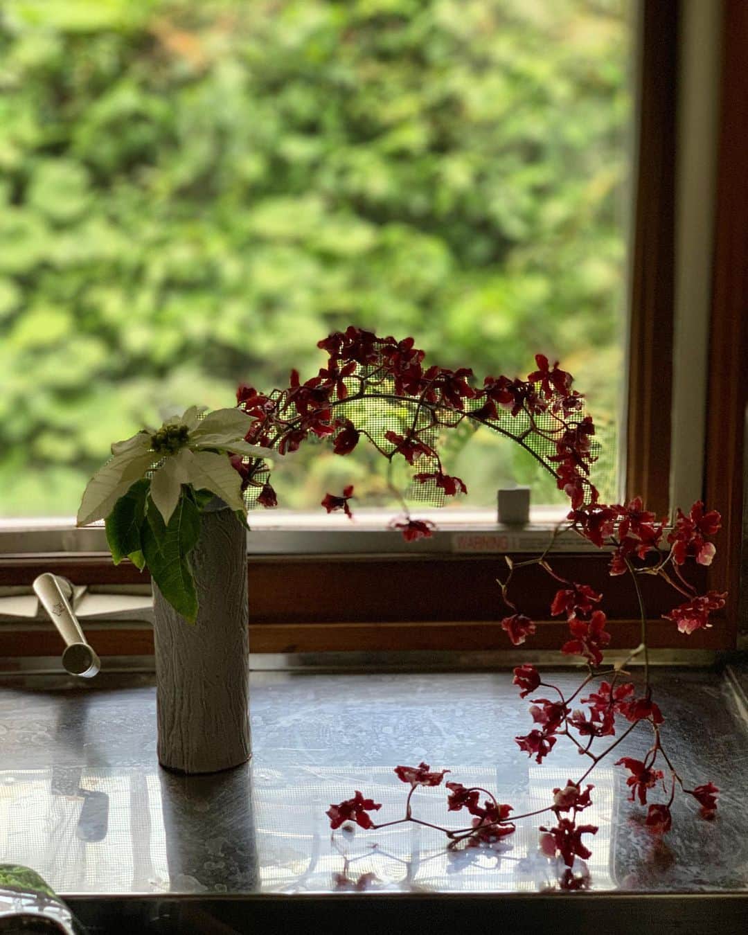 黒沢祐子さんのインスタグラム写真 - (黒沢祐子Instagram)「・ ・ おはようございます 朝の景色  オンシジウムと白のポインセチア🌲  いよいよ今年もあと3週間　 早っ😳😳 ・ ・ #life #お花のある暮らし  #flower #kamakura」12月9日 7時15分 - yukowedding