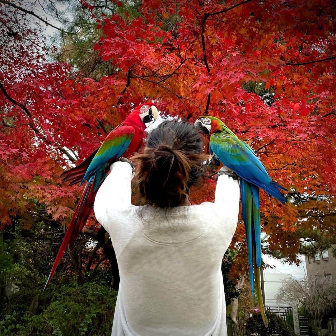 森泉さんのインスタグラム写真 - (森泉Instagram)「🍁🍂🍁🍂 #macaw #コンゴウインコ」12月9日 7時53分 - izumi.mori