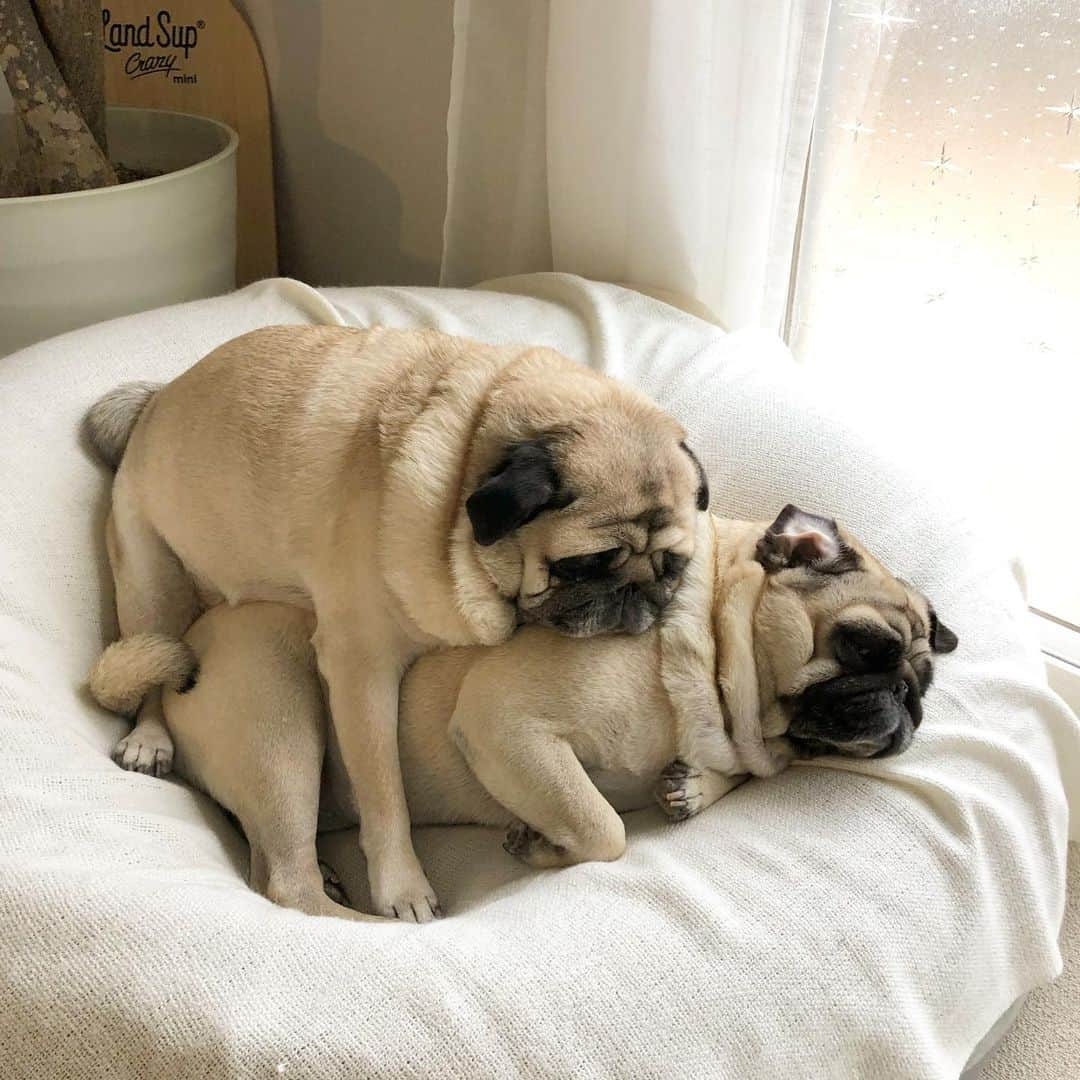 佐藤ルミナさんのインスタグラム写真 - (佐藤ルミナInstagram)「Good morning💤 #pug #puglife #chuckとharry #二階建てパグ」12月9日 7時57分 - ruminasato