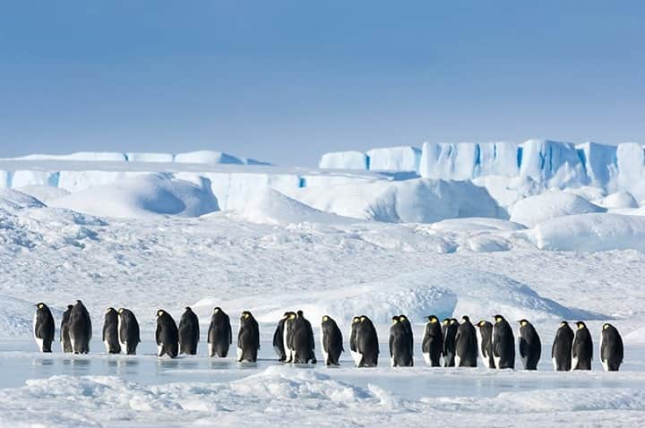 National Geographic Travelさんのインスタグラム写真 - (National Geographic TravelInstagram)「Photo by @daisygilardini / Adult emperor penguins march on the pack ice toward the open sea to fish around Snow Hill Island in Antarctica. When a chick is born, both parents alternate time at the colony between taking care of the chick and foraging at sea. The colony is formed on sea ice, not land, and can be tens of kilometers from open water.  Follow me @daisygilardini for more images and behind-the-scenes stories. #conservation #climatechange #emperorpenguin #penguin #Antarctica」12月9日 8時36分 - natgeotravel