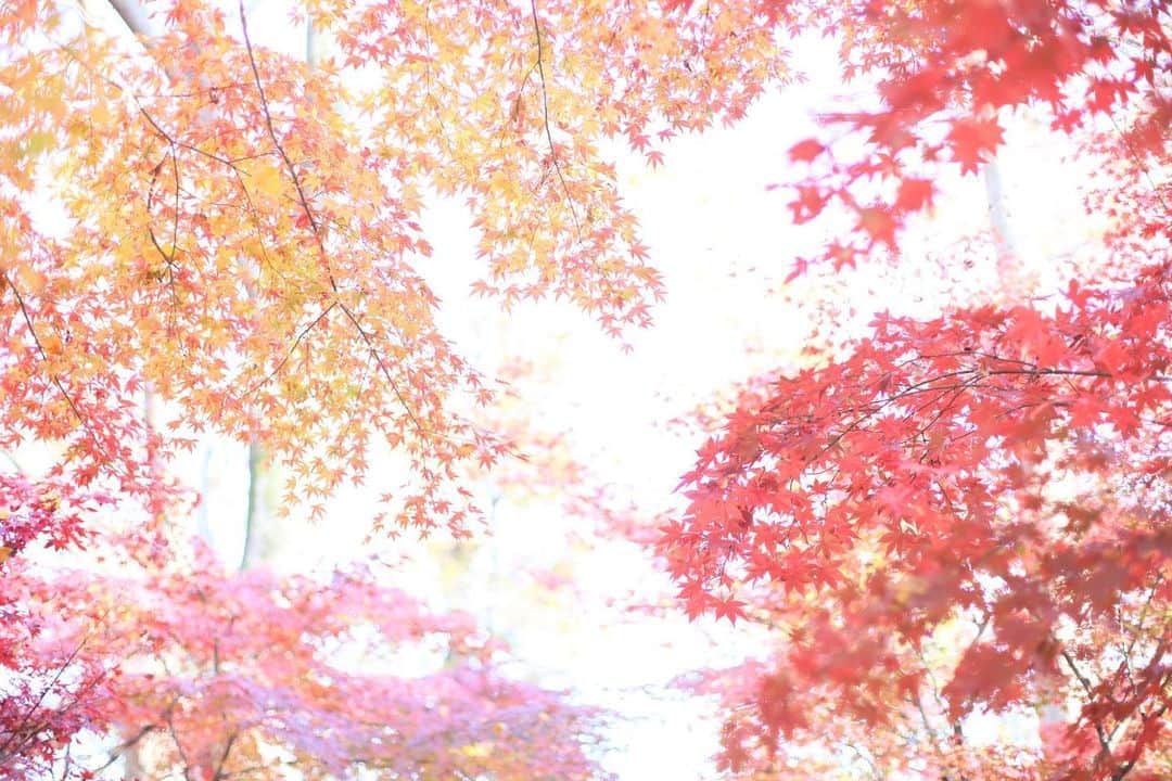 kiccyomuのインスタグラム：「☁️ 2020.12.09 Wed 東京の #紅葉 🍁 #九品仏 の #浄真寺 今シーズン、 3回目にして出会えた… やっぱりここの赤い モミジ🍁が綺麗です😊  今日も元気に🤗  location #東京 📷撮影 2020年12月06日」