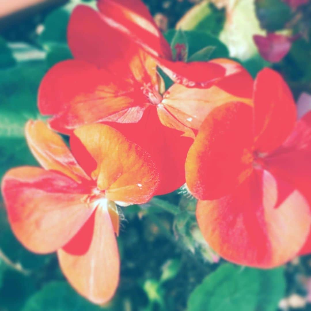 のインスタグラム：「#flowers #flowersoflife #orange #hope #bright」