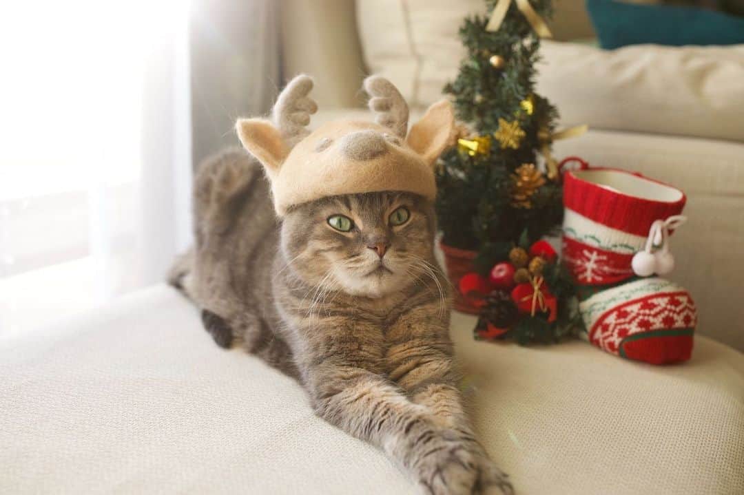 Ryo Yamazakiのインスタグラム：「ただいま〜🧑‍🎄 こちらはすっかり寒くなって🍂 今年はのんびりお家で過ごそうね🎄 #月命日 #ちょいフライング気味 #集荷担当 #メリクリ . I hope that your Christmas would be enjoyable and may the essence of Christmas remain always with your family.🎁🎄😼 . #抜け毛貯金 #抜け毛帽子 #帽子屋NUKEGE #ねこかぶり #cat #scottishfold #catstagram #catsofinstagram #instacat #猫 #ねこ #ネコ #猫部 #ねこ部 #ふわもこ部 #ペコねこ部 #みんねこ #NEKOくらぶ #もふもふ #スコティッシュフォールド #サバトラ #茶トラ」