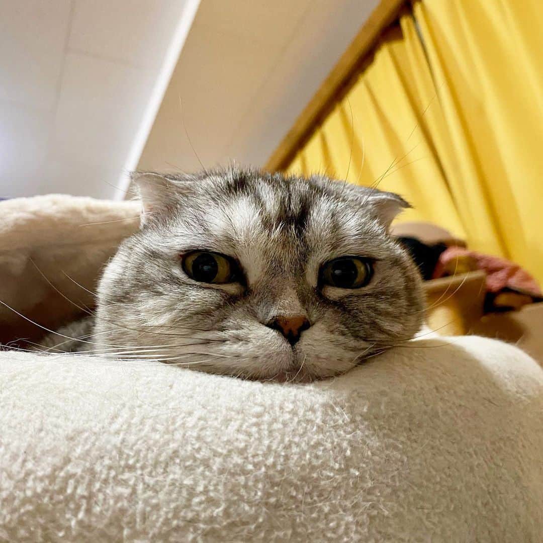 tiaichimaのインスタグラム：「Good morning!! ☁️おはナビー!!  *  ナビの顔が、だんだんシャクレてきてる気がする🗿  * #シャクレちゃん #ナビちん#cat#neko#ねこ#neko#ネコ#スコティッシュフォールド#致命的な魅力#ScottishFold#まんじゅう部」