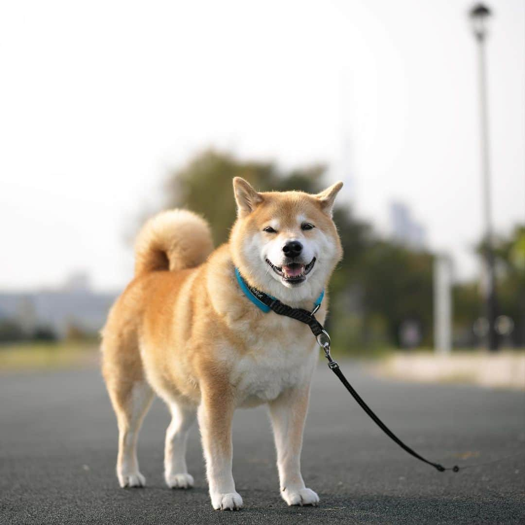 まる（まるたろう）さんのインスタグラム写真 - (まる（まるたろう）Instagram)「Good morning!✨🐶✨今日も気をつけていってらっしゃい！ #下向いて歩いてたら転んじゃうから #前を向いて歩こうね #大丈夫 #なんとかなる」12月9日 9時17分 - marutaro