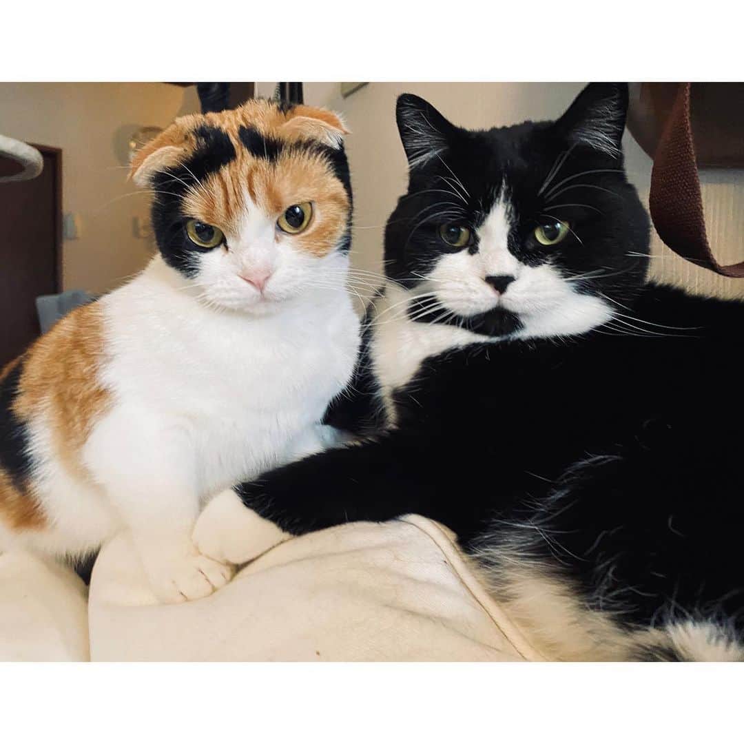 エモン・久瑠美のインスタグラム：「love love ❤️🐈❤️🐈❤️ @nowa.nuts」