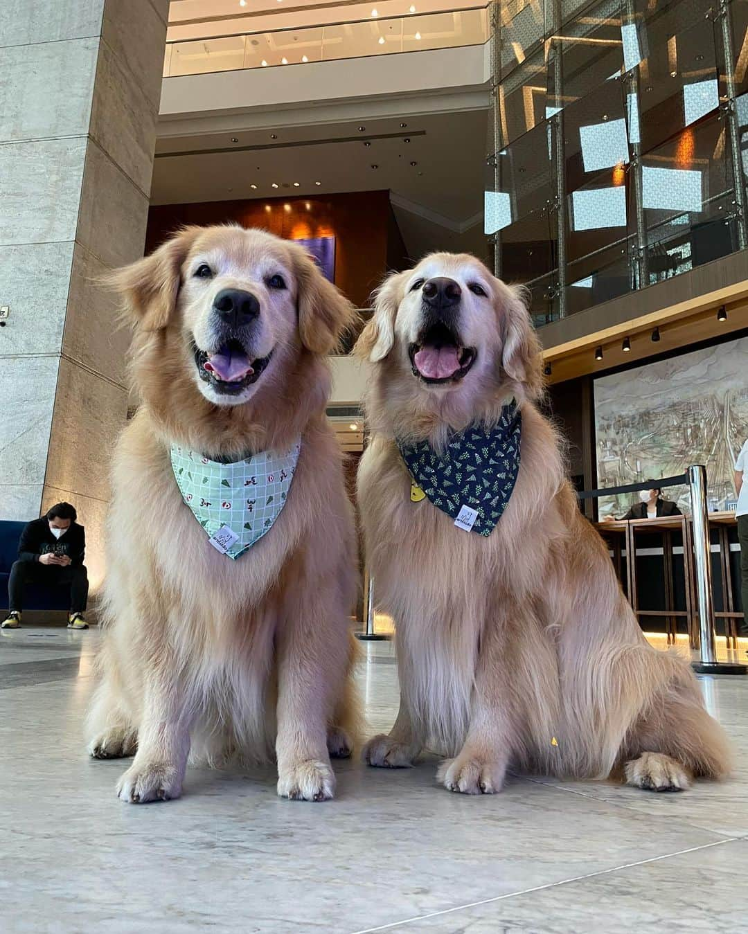 Bobさんのインスタグラム写真 - (BobInstagram)「Clima de Natal no @hiltonsaopaulo 🐾🐾 com o time @olapet.friendly 🎅🏻🎄  . #ExpediçõesOlaPet  #ExpediçõesOlaPetSP #HyundaiPets .  Destino: São Paulo @hiltonsaopaulo  Adereços de Natal: @arteecao  . #natal #merrychristmas #olapetfriendly #dicasdeviagem #destinos #hotelaria #turismo #gastronomia  #dogs #doglovers #instagramers #instagram #photography #photooftheday #vejasp #viagemcompets  . Que tal curtir o Natal ou Ano Novo no Hilton São Paulo Morumbi @hiltonsaopaulo e ainda trazer o seu pet? Para mais informações sobre os pacotes de fim de ano, consulte a Central de Reservas pelo telefone (11) 2845-0100 ou pelo e-mail reservations.morumbi@hilton.com」12月9日 9時36分 - bob_marley_goldenretriever