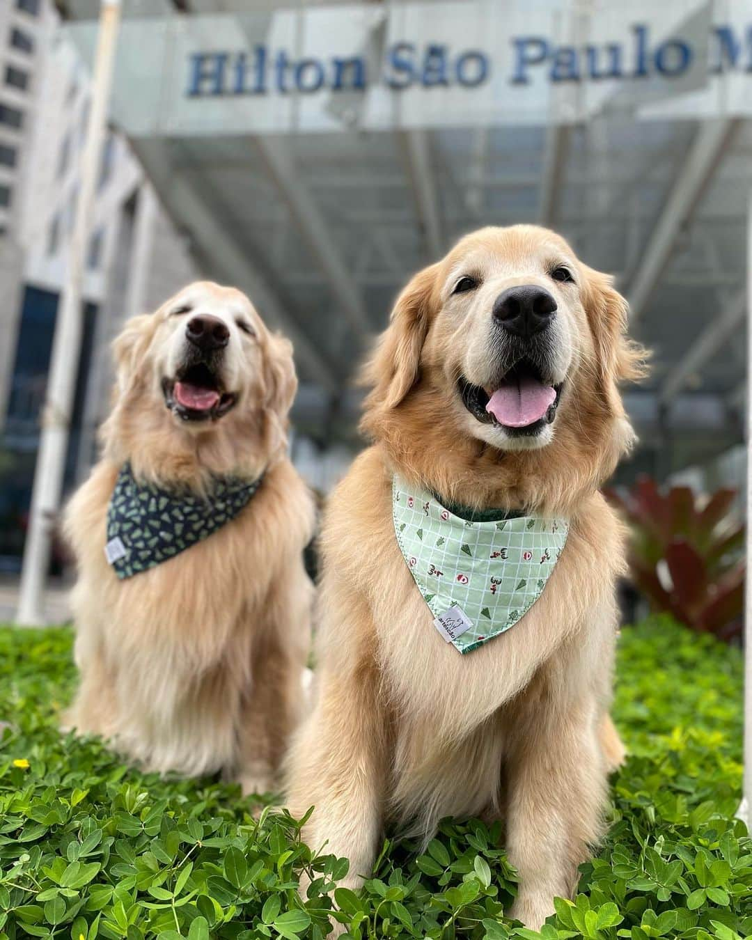 Bobさんのインスタグラム写真 - (BobInstagram)「Clima de Natal no @hiltonsaopaulo 🐾🐾 com o time @olapet.friendly 🎅🏻🎄  . #ExpediçõesOlaPet  #ExpediçõesOlaPetSP #HyundaiPets .  Destino: São Paulo @hiltonsaopaulo  Adereços de Natal: @arteecao  . #natal #merrychristmas #olapetfriendly #dicasdeviagem #destinos #hotelaria #turismo #gastronomia  #dogs #doglovers #instagramers #instagram #photography #photooftheday #vejasp #viagemcompets  . Que tal curtir o Natal ou Ano Novo no Hilton São Paulo Morumbi @hiltonsaopaulo e ainda trazer o seu pet? Para mais informações sobre os pacotes de fim de ano, consulte a Central de Reservas pelo telefone (11) 2845-0100 ou pelo e-mail reservations.morumbi@hilton.com」12月9日 9時36分 - bob_marley_goldenretriever