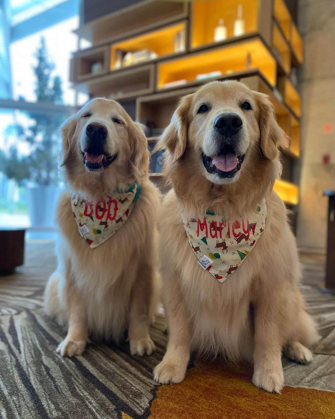 Bobさんのインスタグラム写真 - (BobInstagram)「Clima de Natal no @hiltonsaopaulo 🐾🐾 com o time @olapet.friendly 🎅🏻🎄  . #ExpediçõesOlaPet  #ExpediçõesOlaPetSP #HyundaiPets .  Destino: São Paulo @hiltonsaopaulo  Adereços de Natal: @arteecao  . #natal #merrychristmas #olapetfriendly #dicasdeviagem #destinos #hotelaria #turismo #gastronomia  #dogs #doglovers #instagramers #instagram #photography #photooftheday #vejasp #viagemcompets  . Que tal curtir o Natal ou Ano Novo no Hilton São Paulo Morumbi @hiltonsaopaulo e ainda trazer o seu pet? Para mais informações sobre os pacotes de fim de ano, consulte a Central de Reservas pelo telefone (11) 2845-0100 ou pelo e-mail reservations.morumbi@hilton.com」12月9日 9時36分 - bob_marley_goldenretriever