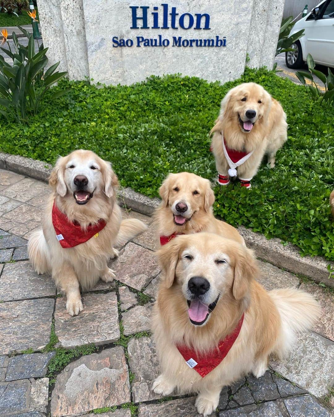 Bobさんのインスタグラム写真 - (BobInstagram)「Clima de Natal no @hiltonsaopaulo 🐾🐾 com o time @olapet.friendly 🎅🏻🎄  . #ExpediçõesOlaPet  #ExpediçõesOlaPetSP #HyundaiPets .  Destino: São Paulo @hiltonsaopaulo  Adereços de Natal: @arteecao  . #natal #merrychristmas #olapetfriendly #dicasdeviagem #destinos #hotelaria #turismo #gastronomia  #dogs #doglovers #instagramers #instagram #photography #photooftheday #vejasp #viagemcompets  . Que tal curtir o Natal ou Ano Novo no Hilton São Paulo Morumbi @hiltonsaopaulo e ainda trazer o seu pet? Para mais informações sobre os pacotes de fim de ano, consulte a Central de Reservas pelo telefone (11) 2845-0100 ou pelo e-mail reservations.morumbi@hilton.com」12月9日 9時36分 - bob_marley_goldenretriever