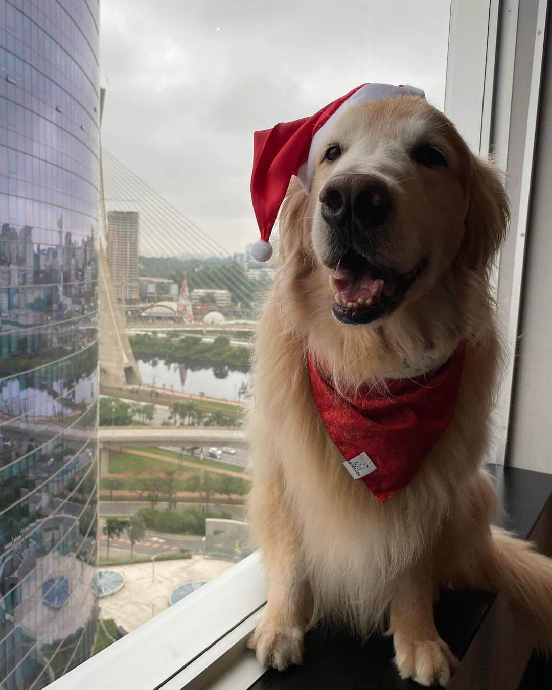 Bobさんのインスタグラム写真 - (BobInstagram)「Clima de Natal no @hiltonsaopaulo 🐾🐾 com o time @olapet.friendly 🎅🏻🎄  . #ExpediçõesOlaPet  #ExpediçõesOlaPetSP #HyundaiPets .  Destino: São Paulo @hiltonsaopaulo  Adereços de Natal: @arteecao  . #natal #merrychristmas #olapetfriendly #dicasdeviagem #destinos #hotelaria #turismo #gastronomia  #dogs #doglovers #instagramers #instagram #photography #photooftheday #vejasp #viagemcompets  . Que tal curtir o Natal ou Ano Novo no Hilton São Paulo Morumbi @hiltonsaopaulo e ainda trazer o seu pet? Para mais informações sobre os pacotes de fim de ano, consulte a Central de Reservas pelo telefone (11) 2845-0100 ou pelo e-mail reservations.morumbi@hilton.com」12月9日 9時36分 - bob_marley_goldenretriever