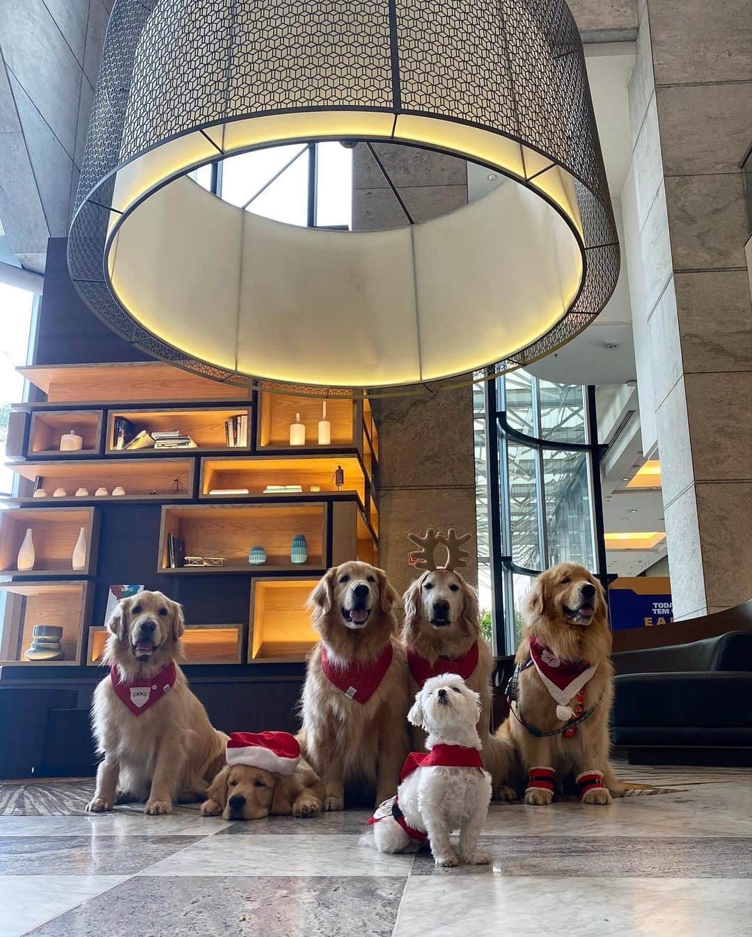 Bobさんのインスタグラム写真 - (BobInstagram)「Clima de Natal no @hiltonsaopaulo 🐾🐾 com o time @olapet.friendly 🎅🏻🎄  . #ExpediçõesOlaPet  #ExpediçõesOlaPetSP #HyundaiPets .  Destino: São Paulo @hiltonsaopaulo  Adereços de Natal: @arteecao  . #natal #merrychristmas #olapetfriendly #dicasdeviagem #destinos #hotelaria #turismo #gastronomia  #dogs #doglovers #instagramers #instagram #photography #photooftheday #vejasp #viagemcompets  . Que tal curtir o Natal ou Ano Novo no Hilton São Paulo Morumbi @hiltonsaopaulo e ainda trazer o seu pet? Para mais informações sobre os pacotes de fim de ano, consulte a Central de Reservas pelo telefone (11) 2845-0100 ou pelo e-mail reservations.morumbi@hilton.com」12月9日 9時36分 - bob_marley_goldenretriever