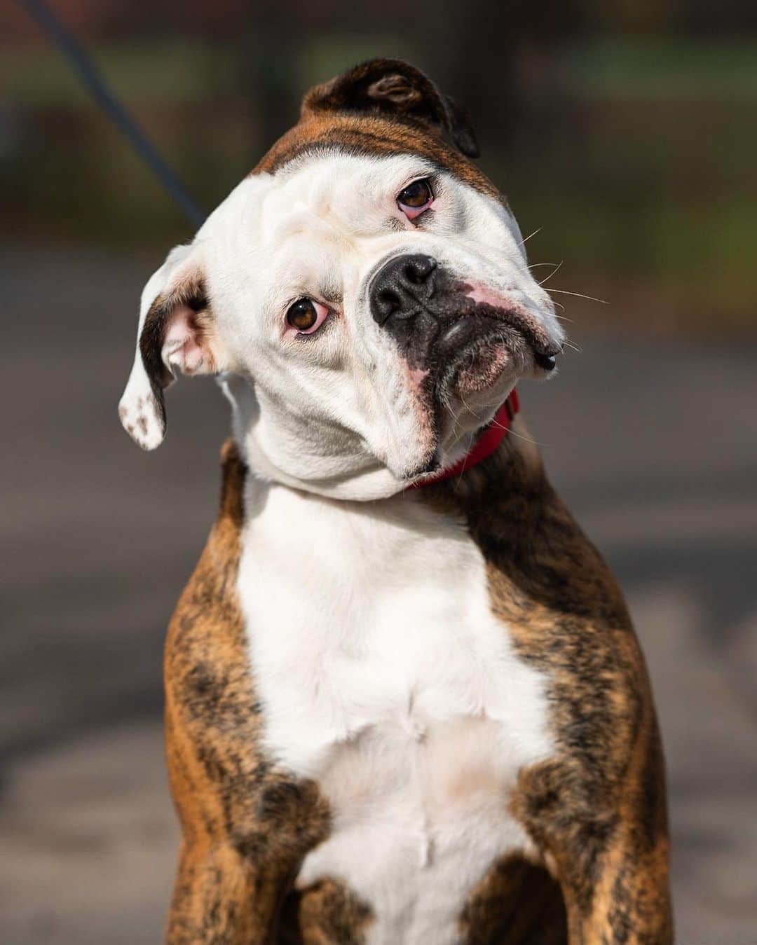 The Dogistさんのインスタグラム写真 - (The DogistInstagram)「Stella, American Bulldog (1.5 y/o), Central Park, New York, NY • “She likes to sit on people’s laps even though she’s 60 lbs. She will also sit on your chest and face. She really likes fruits and vegetables – strawberries, pineapples, and broccoli, but doesn’t like spinach or lettuce.”」12月9日 9時29分 - thedogist