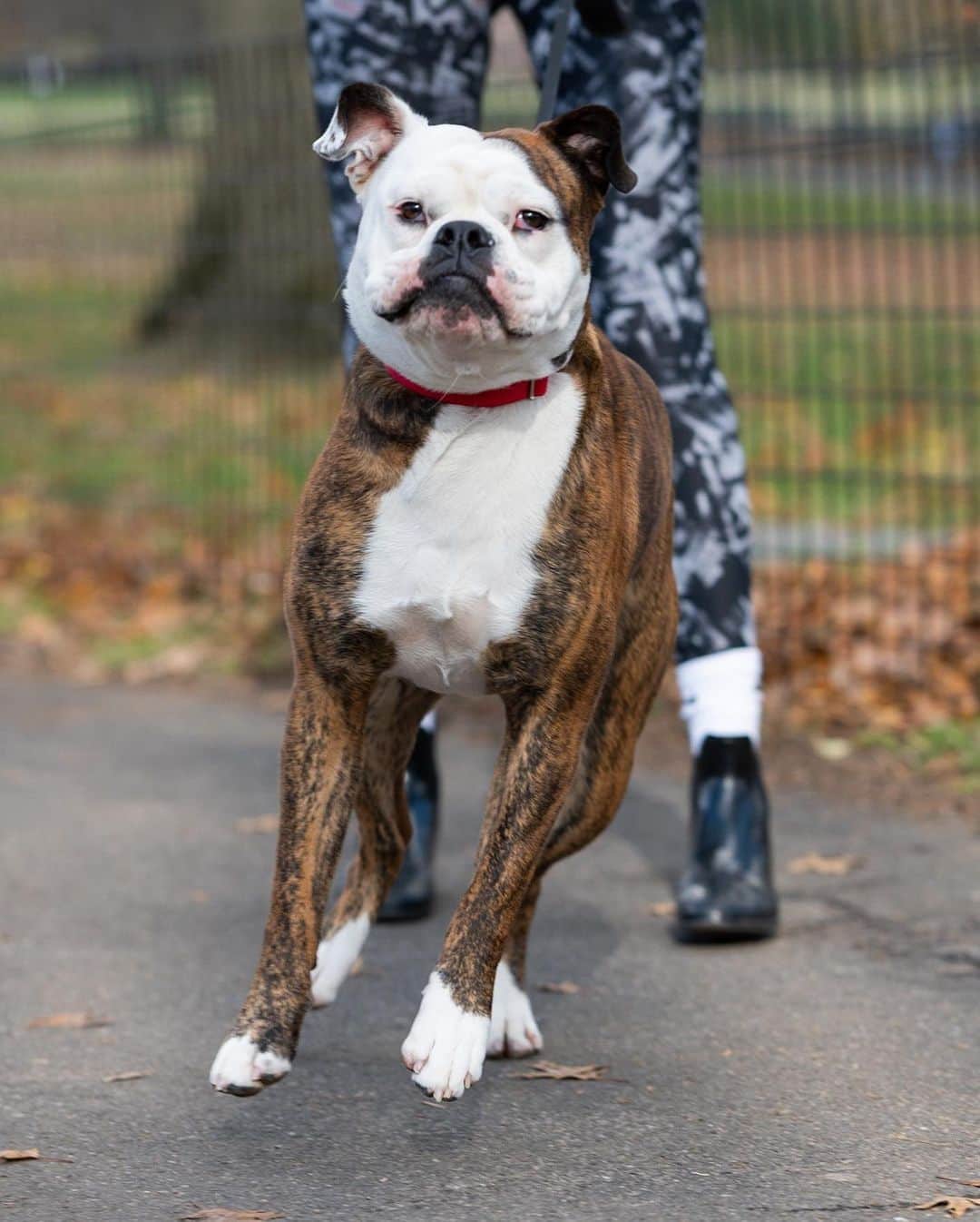 The Dogistさんのインスタグラム写真 - (The DogistInstagram)「Stella, American Bulldog (1.5 y/o), Central Park, New York, NY • “She likes to sit on people’s laps even though she’s 60 lbs. She will also sit on your chest and face. She really likes fruits and vegetables – strawberries, pineapples, and broccoli, but doesn’t like spinach or lettuce.”」12月9日 9時29分 - thedogist