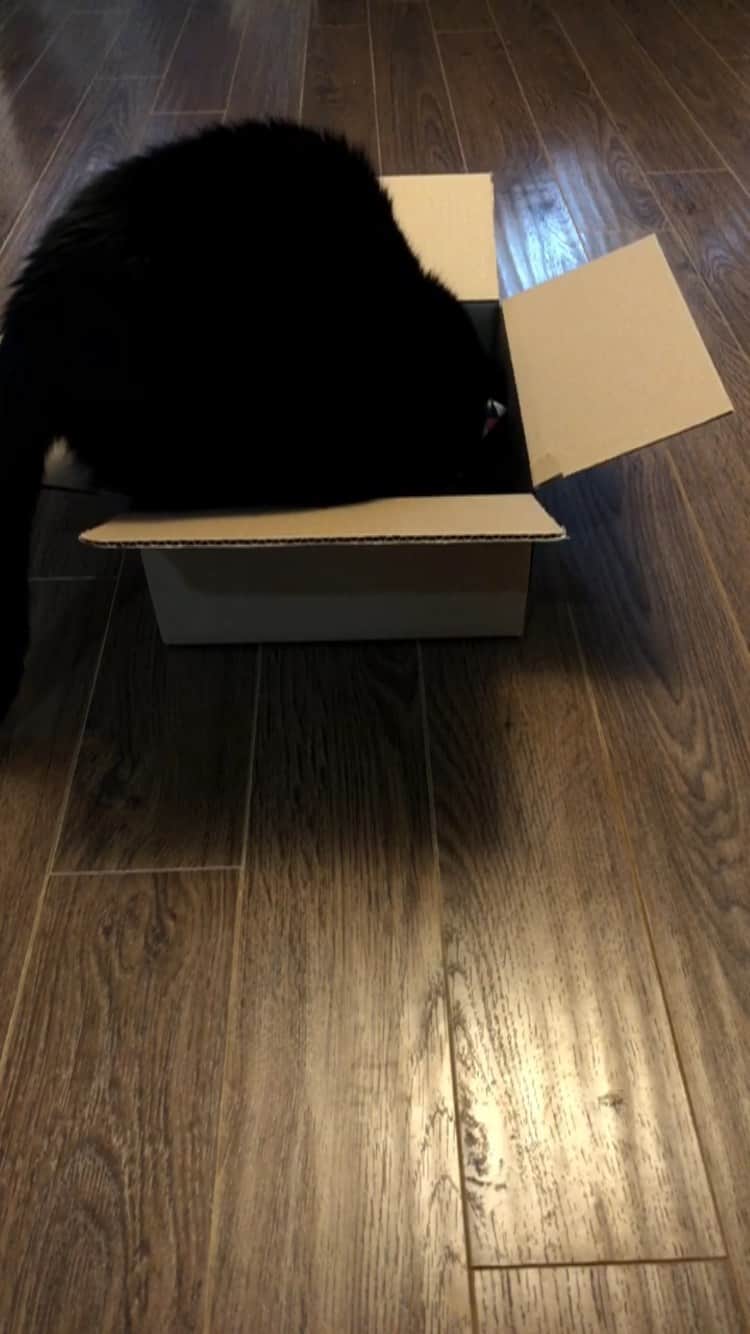 The Cats Of Instagramのインスタグラム：「I got a box! @bing_clawsby & @paw_mccartney 📦🖤」