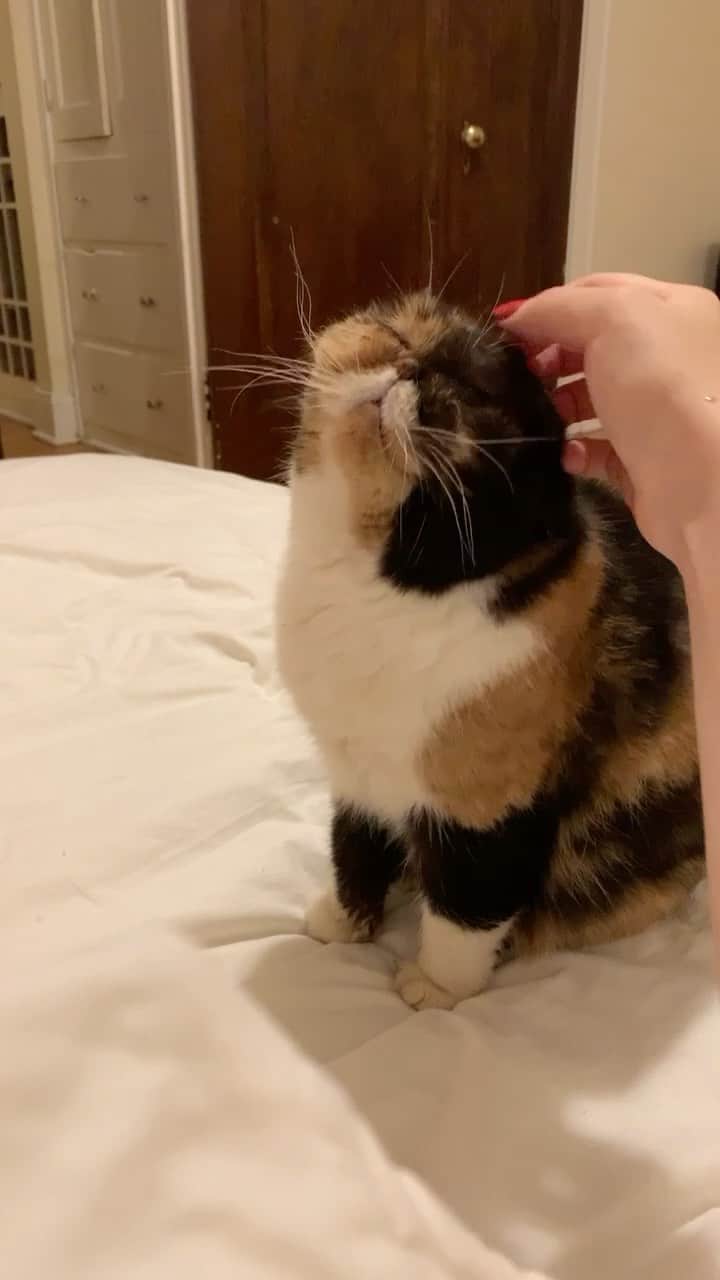 のインスタグラム：「POV: A Pudge sits down beside you」