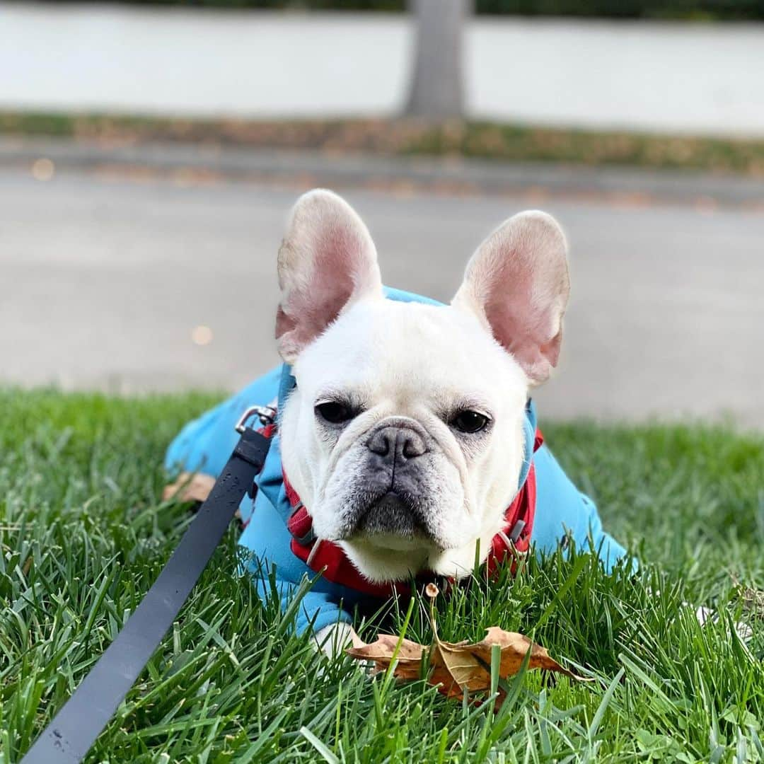 パク・ウンジさんのインスタグラム写真 - (パク・ウンジInstagram)「이모삼촌들 ~ 빵🐶모닝🎄  @sooni_bbang  #soonibbang #bbangsooni #frenchbulldog #frenchbulldogpuppy #frenchbulldoglove #frenchbulldogsofinstagram #frenchbulldoglovers #instadog #puppy #puppygram #puppylove @french.bulldog.owners @egeeparkcom #losangeles #LA #puppylove #dog #dogs #doglovers #doglife #dogsofinsta #bullylove #bulldogs」12月9日 9時47分 - egeeparkcom