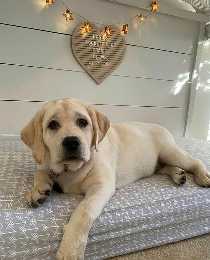 World of Labradors!さんのインスタグラム写真 - (World of Labradors!Instagram)「Meet Posie! - @posies_pocketful_of_praise」12月9日 10時10分 - worldoflabs