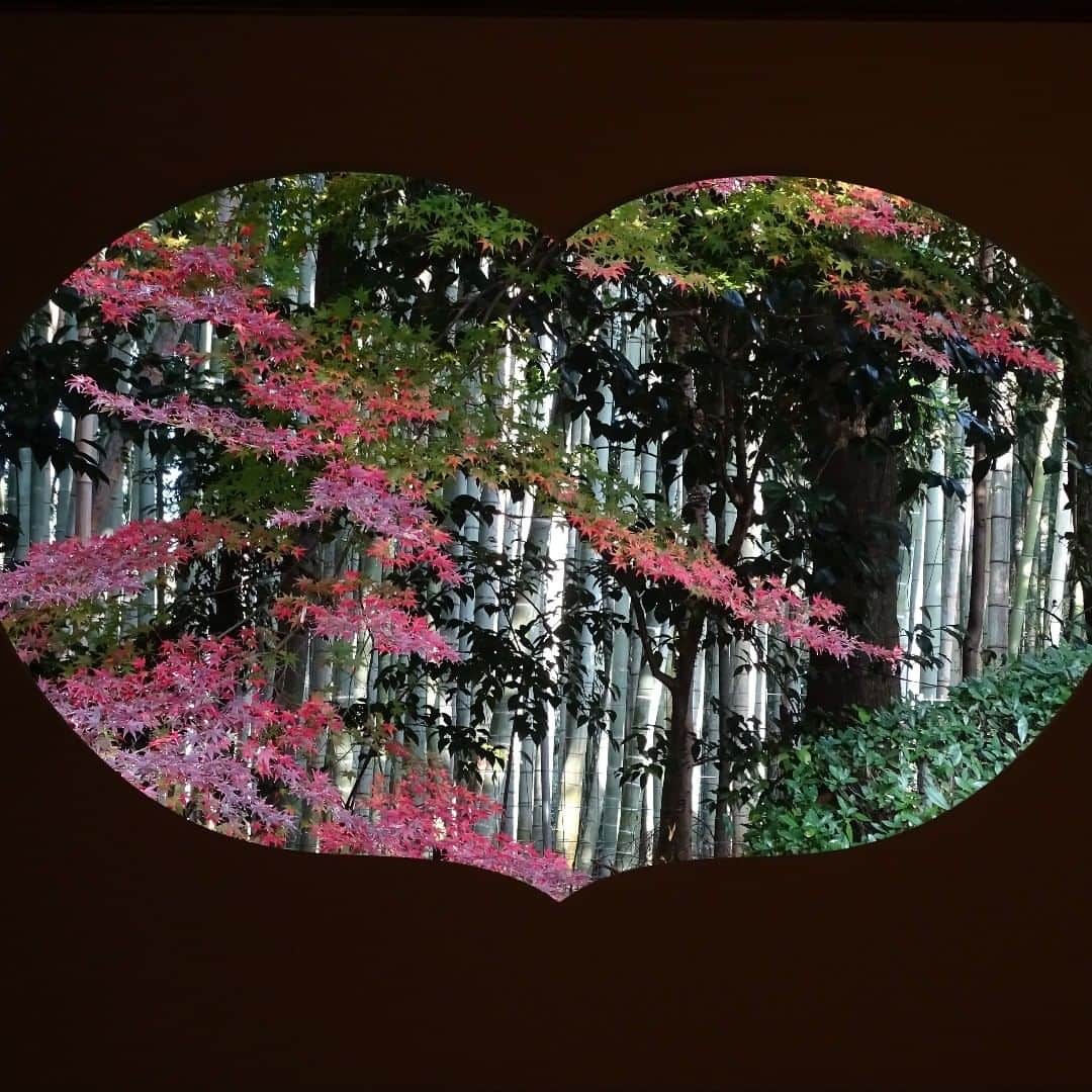City of Kyoto Official Accountのインスタグラム：「地蔵院の紅葉（2020年12月8日撮影） Autumn leaves – Jizo-in Temple (Photo taken December 8, 2020)  #visitkyoto #autumninkyoto #fallfoliage #maple #maplemania #mapleleaf #autumnleaves #kyototravel #autumn #feelkyoto #feeljapan #kyotogenic #art_of_japan #japan_of_insta #loves_united_kyoto #kyototravel#japantrip #kyototrip #ig_kyoto #jizointemple #jizoin」
