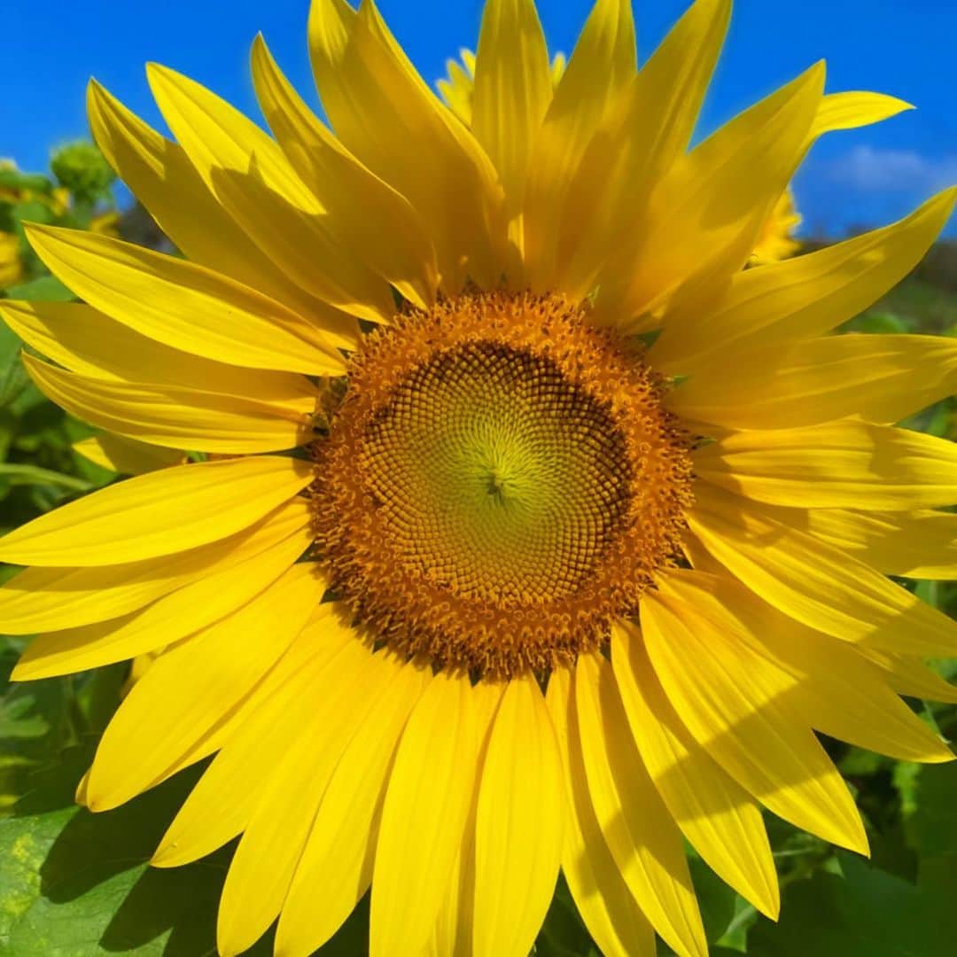 マキ・コニクソンさんのインスタグラム写真 - (マキ・コニクソンInstagram)「I LOVE Sunflower!! 🌻 見てるだけで元気になる！💪🏼  #これぞビタミンカラー💛 #向日葵のおすそ分け🌻  #ポジティブな花 #I❤️🌻」12月9日 10時16分 - makikonikson