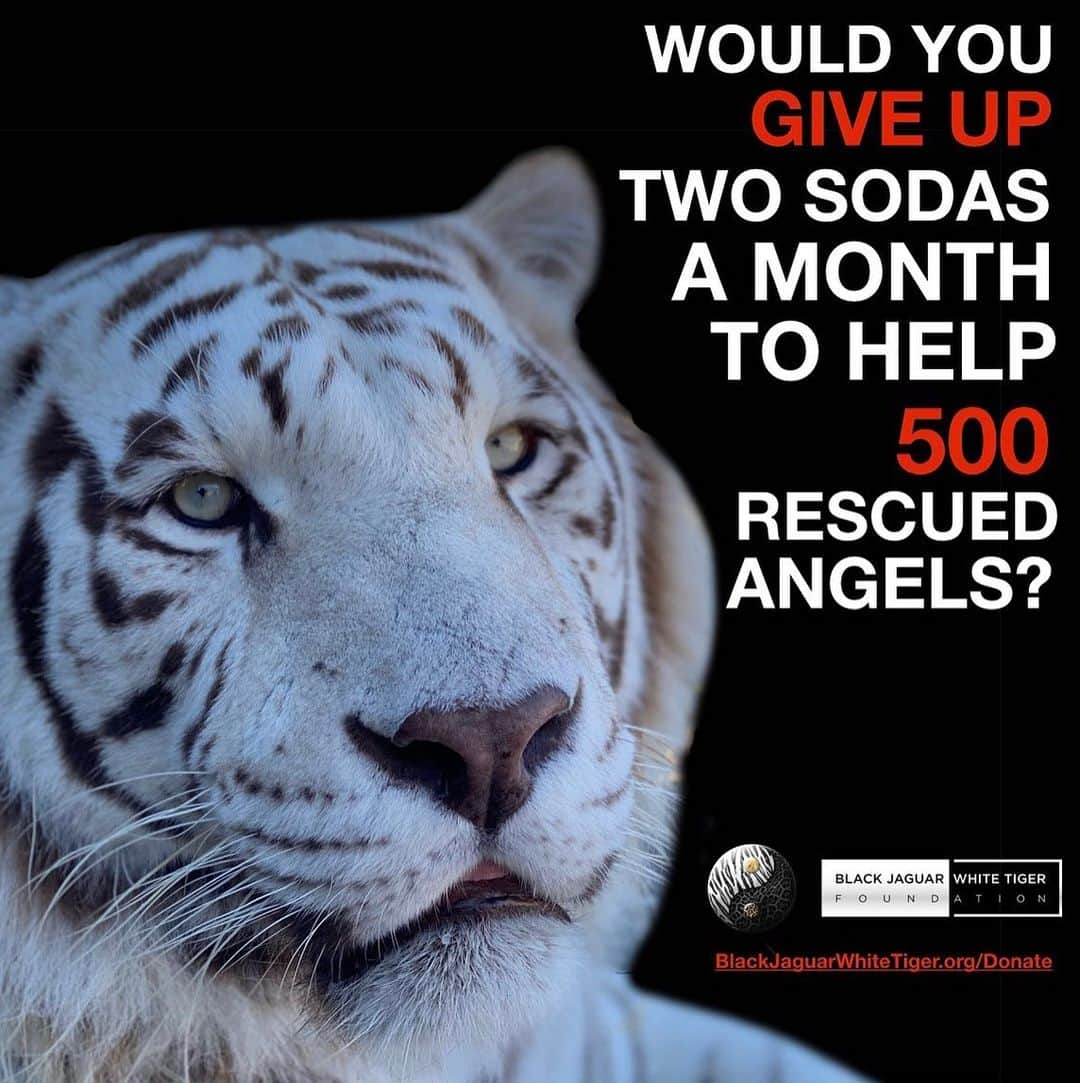 Black Jaguar-White Tiger さんのインスタグラム写真 - (Black Jaguar-White Tiger Instagram)「Your donation saves lives. 500 rescued Animals need you. Active link to donate on our bio or at www.BlackJaguarWhiteTiger.org/Donate」12月9日 10時24分 - blackjaguarwhitetiger