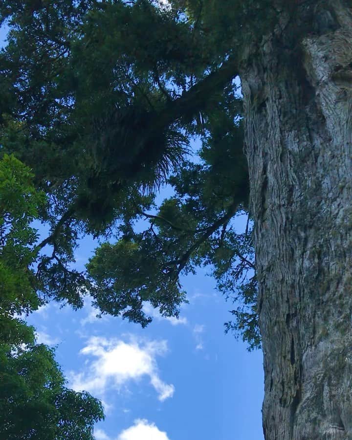 のインスタグラム：「・ 🕊♫🌞🌱  心地のいい歌声。 ずっとここにいられる。  #nz #newzealand #humingbird #bird_lovers #singerbird #nature #life #beautifulsong #earth #motherearth」