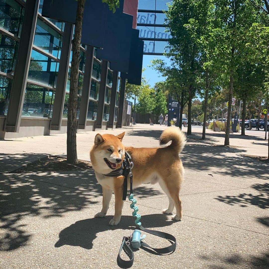 Shibainu Pontaさんのインスタグラム写真 - (Shibainu PontaInstagram)「😎 🌞   . #melbourne #shibainu #メルボルン　#柴犬」12月9日 10時36分 - pontasyk