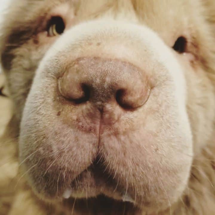 Tonkey Bearのインスタグラム：「Sorry we are no video experts over here and the upper portion is cut off 🤣🤷‍♂️.  After a stressful DIY grooming sesh at home...Tonkey finally getting her treat 🐻👏👏👏. She'd already eaten hers but wanted another bite. She almost never begs so I gave in 💕」