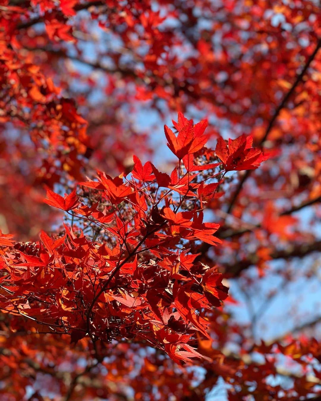 MIKAさんのインスタグラム写真 - (MIKAInstagram)「たくさん紀信しました🍁🥰 何枚目がお好きですか？ #みか山紀信 #iPhonephotographer」12月9日 20時28分 - cjd_mika