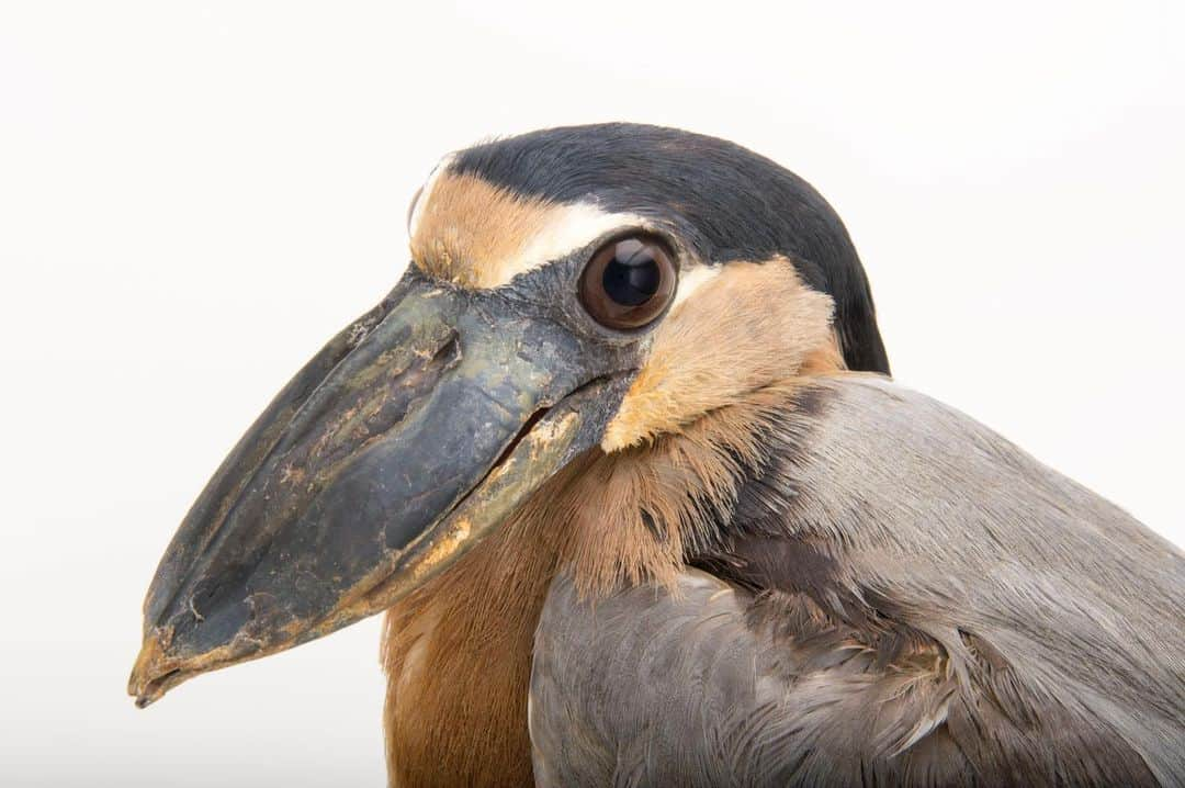 Joel Sartoreさんのインスタグラム写真 - (Joel SartoreInstagram)「As the boat billed heron’s big eyes might suggest, this species is most active at night and at twilight. Under the cover of darkness, these birds will move slowly and quietly, usually in a crouched posture, in search of food. Once prey has been located, the heron will use its bill to stab and lunge at its target. Their large bills are also sometimes used for probing and ploughing in an attempt to uncover hidden food sources. Photo taken @zooknoxville with a @nikonusa D4. #boatbilled #heron #bird #bigbill #bigeyes #nocturnal #crouched #NikonAmbassador #PhotoArk #savetogether」12月9日 20時29分 - joelsartore