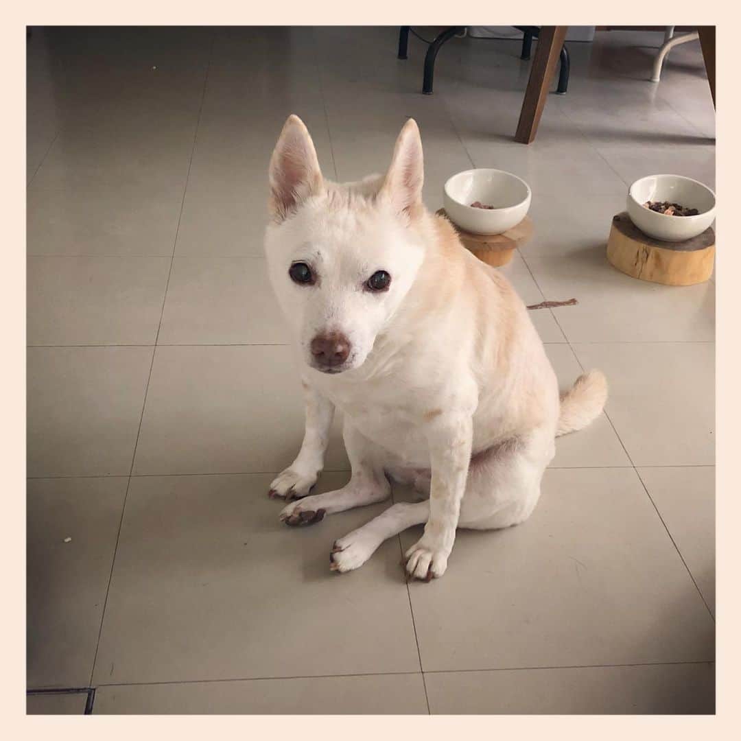 パンといっぴきのインスタグラム：「#元保護犬 #雑種犬 #crossbreed #mixdog #キップル14歳」