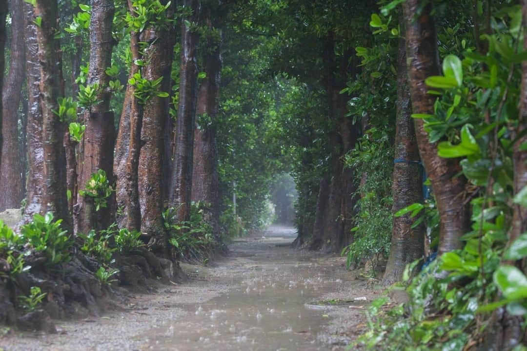 おきなわLikesさんのインスタグラム写真 - (おきなわLikesInstagram)「最近の沖縄の天気、 ずーっと雨が続いていますね☔️m(_ _)m  でも、雨の日ってよく眠れませんか？ けっこう雨音が聞こえる状態で眠るの好きなんですよね😙 寝過ごして朝遅刻しないように気をつけます^ ^  ってことで今週も半分まできました。 残り頑張っていきましょー✨ #備瀬のフクギ並木道 #フクギ並木道 #フクギ並木 #備瀬 #本部町 #本島北部 #おきなわLikes #japan #okinawa #沖縄」12月9日 20時30分 - okinawa_likes