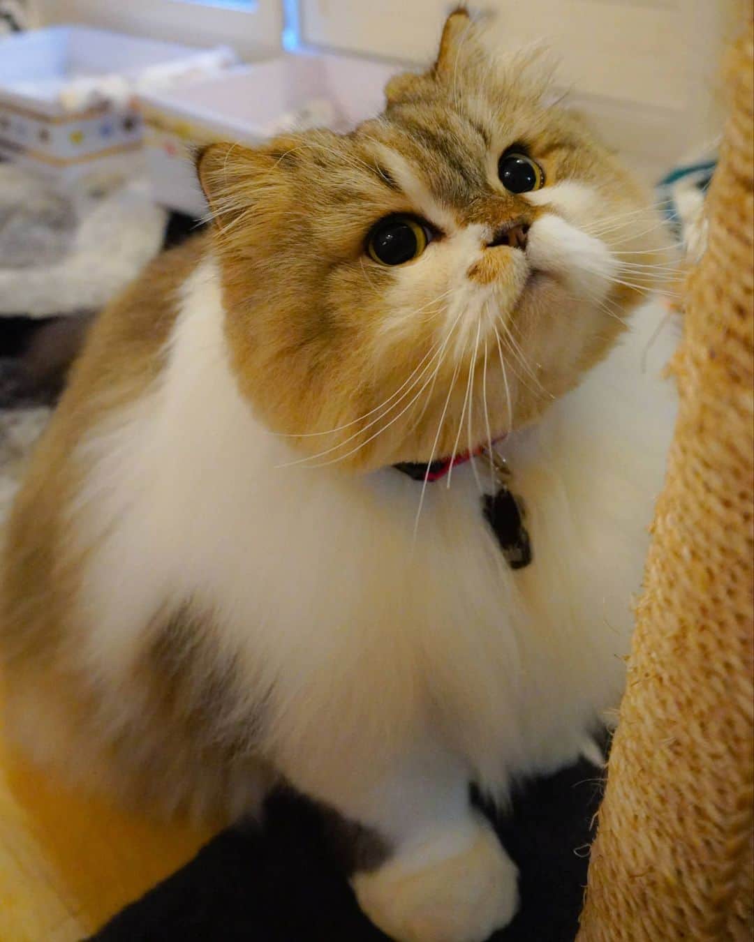 のインスタグラム：「😺Happy Whiskers Wednesday ♥️ #poutylips ☺」