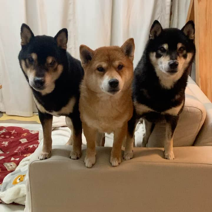 yu matsuのインスタグラム：「食べ物とカメラには早い  #柴犬　おじさん達 #定番の監視」