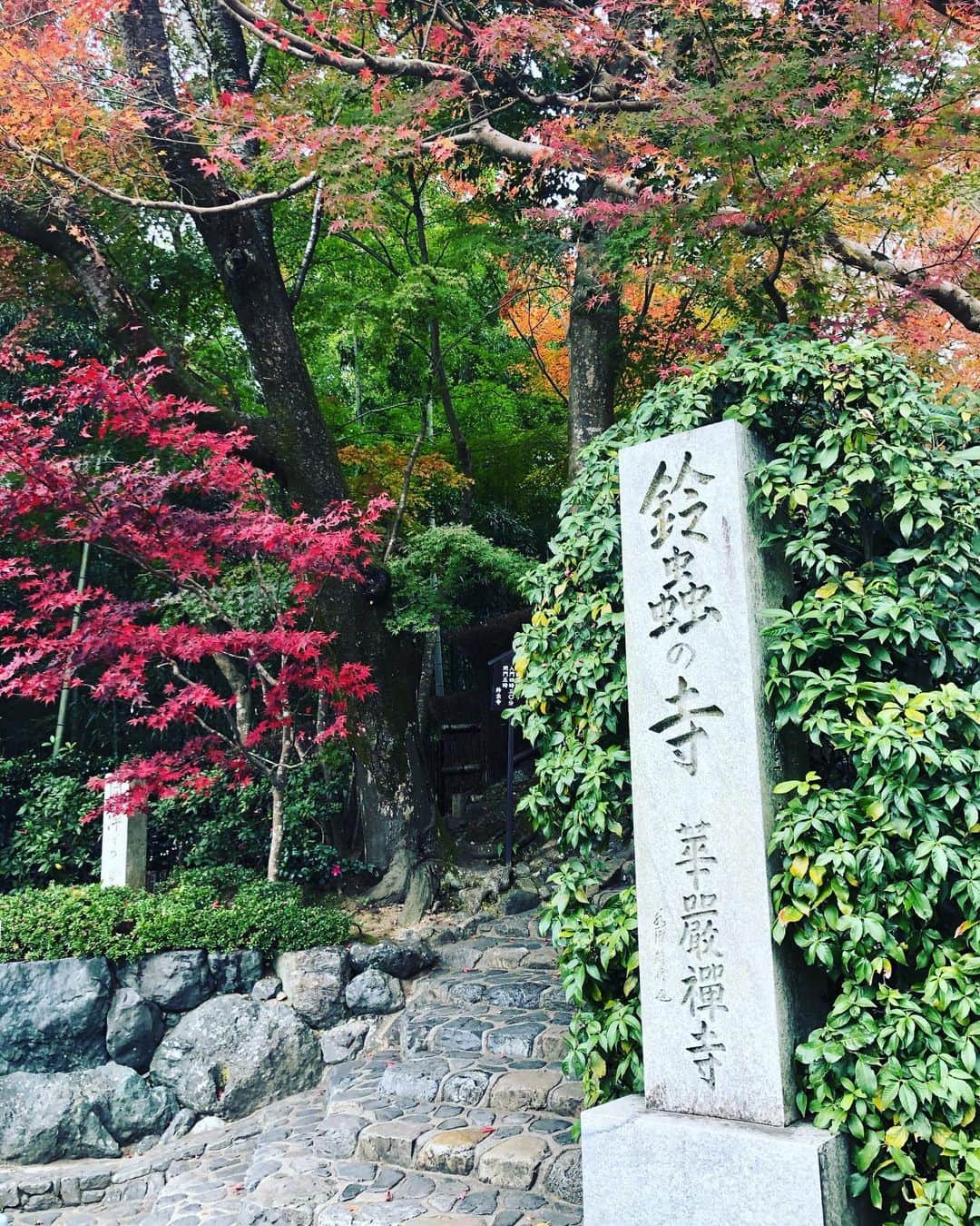 加織さんのインスタグラム写真 - (加織Instagram)「日本の秋を感じに久々の京都へ🍁 独身時代よく1人でフラッと来ていた京都。当時とはまた違った目線で色々見れて素敵な時間でした！ 京都は本当に歴史が深い… おばあちゃんになっても絶対来るんだ👵🏻笑」12月9日 20時52分 - kaori_0723