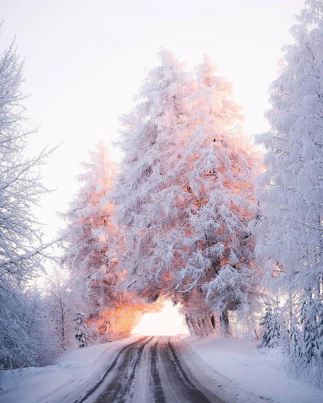 Canon Photographyさんのインスタグラム写真 - (Canon PhotographyInstagram)「Golden winter light in Finland Photography // @jukkapaa Curated by @steffeneisenacher  #finland #winterwonderland #lapland #finnishlapland #sunrisephotography」12月9日 20時59分 - cpcollectives