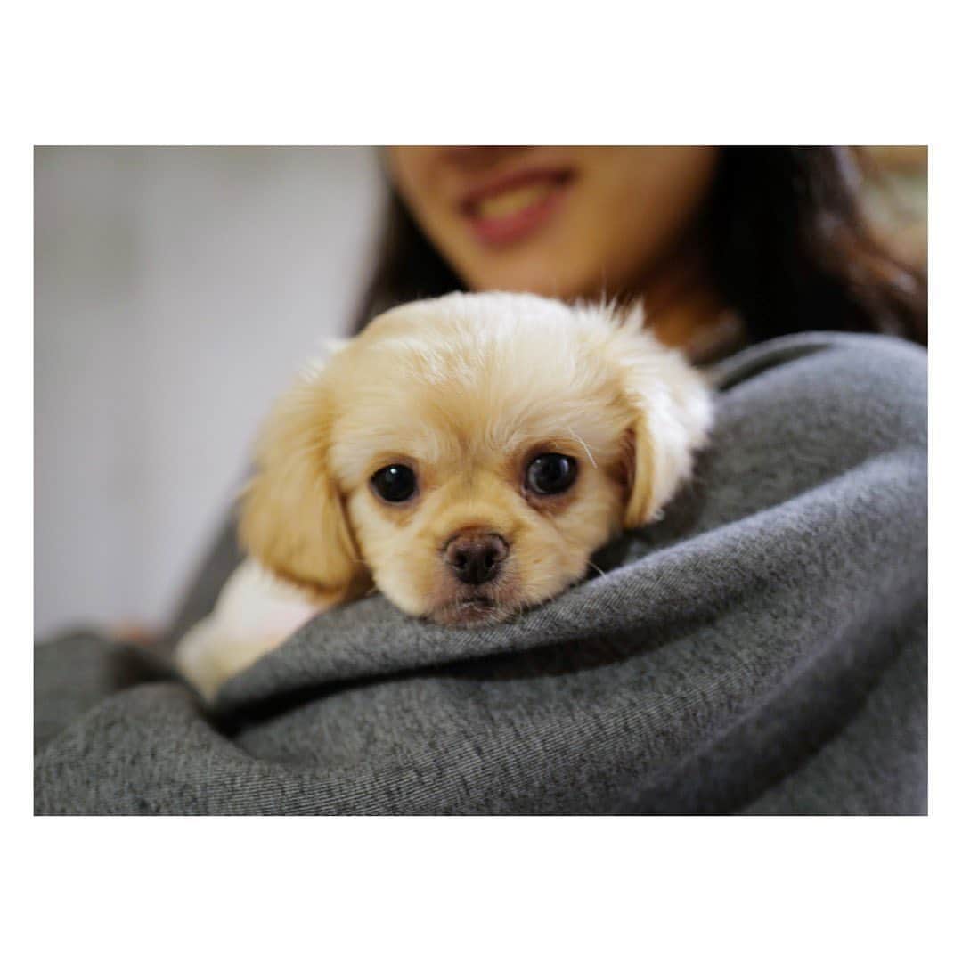 土井地恵理子さんのインスタグラム写真 - (土井地恵理子Instagram)「HELLO CIEL❤︎  実家に新しい家族が✨ この日はまだやって来て2日目。 まだ緊張のご様子。  当初、保護犬を検討していたのだけど 両親の年齢的に迎え入れることができなかったそう。 意外とハードルが高かった〜w  この縁を大切に この子とこの先の十数年を◡̈  #newfamily #犬のいる暮らし」12月9日 21時11分 - ericodoiji
