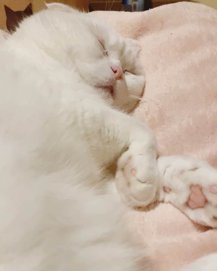 ぽっぽのインスタグラム：「ベロちょこっと出しながらイビキかいて爆睡中〜💤  snore💤🔊」