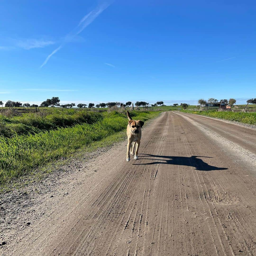 アルバロ・メドランさんのインスタグラム写真 - (アルバロ・メドランInstagram)「morning walks 🐶☀️」12月9日 21時22分 - alvaromedran