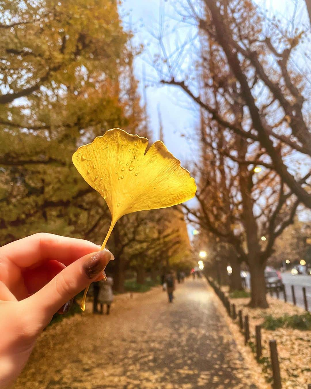 LISAのインスタグラム：「🍯🍂🏵🧸🛵🌅💛🧡 #神宮外苑いちょう並木 #外苑前いちょう並木 #いちょう並木 #れーちゃん#今度はフサフサの時来よう #笑」