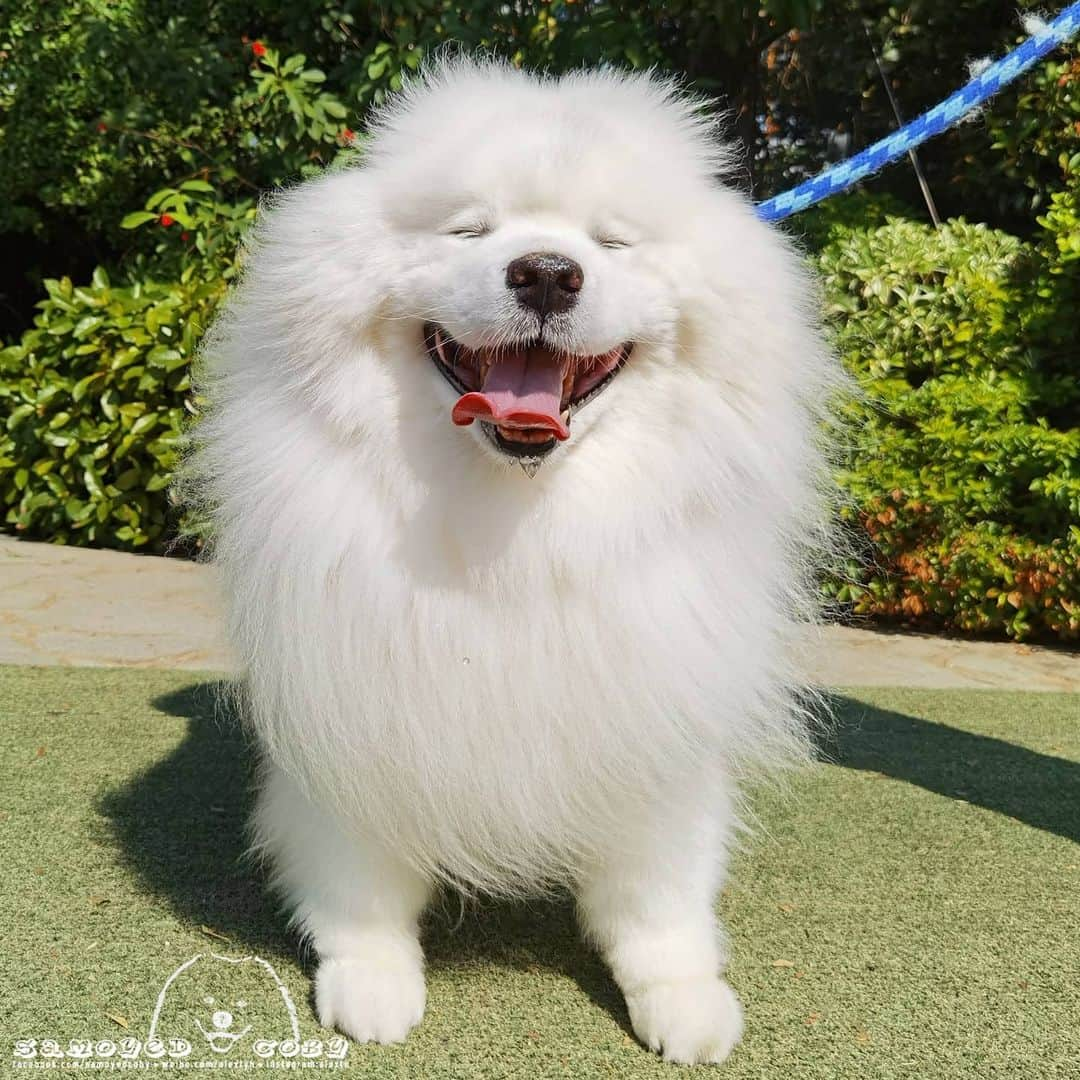 Alex Toのインスタグラム：「😜😜😜 #cute #dog #doglover #dogsofinstagram #dogoftheday #dogofthedayjp #dogstagram #fluffy #hkig #hongkong #ilovemydog #instadog #instagood #instamood #instagraphy #instapic #samoyedoninstagram #pet #petlovers #petsofinstagram #petstagram #photooftheday #puppy #pupsofinstagram #samoyed #samoyedsofinstagram #webstagram #犬 #サモエド」