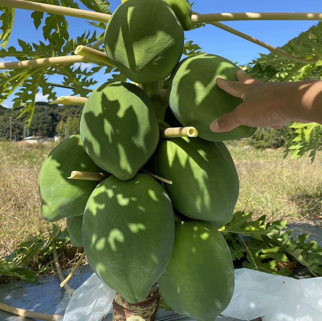 Sunshine Juiceのグルメインスタ