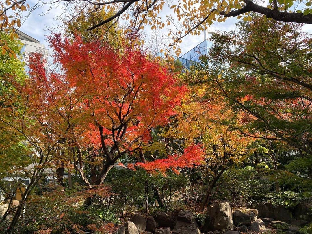 The Westin Osaka （ウェスティンホテル大阪）さんのインスタグラム写真 - (The Westin Osaka （ウェスティンホテル大阪）Instagram)「紅葉が1番キレイな季節です🍁 中自然の森を上から見下ろせるお部屋のご用意が可能です☺️ ご予約の際にご連絡くださいませ✨ . ————————————————— #中自然の森 #紅葉 #お散歩 ————————————————— ⠀ Tag @westinosaka to share your image with us. ⠀ ⠀⠀ #WestinOsaka #ウェスティンホテル大阪」12月9日 14時49分 - westinosaka