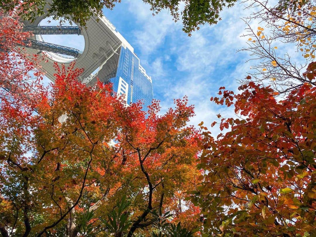 The Westin Osaka （ウェスティンホテル大阪）さんのインスタグラム写真 - (The Westin Osaka （ウェスティンホテル大阪）Instagram)「紅葉が1番キレイな季節です🍁 中自然の森を上から見下ろせるお部屋のご用意が可能です☺️ ご予約の際にご連絡くださいませ✨ . ————————————————— #中自然の森 #紅葉 #お散歩 ————————————————— ⠀ Tag @westinosaka to share your image with us. ⠀ ⠀⠀ #WestinOsaka #ウェスティンホテル大阪」12月9日 14時49分 - westinosaka