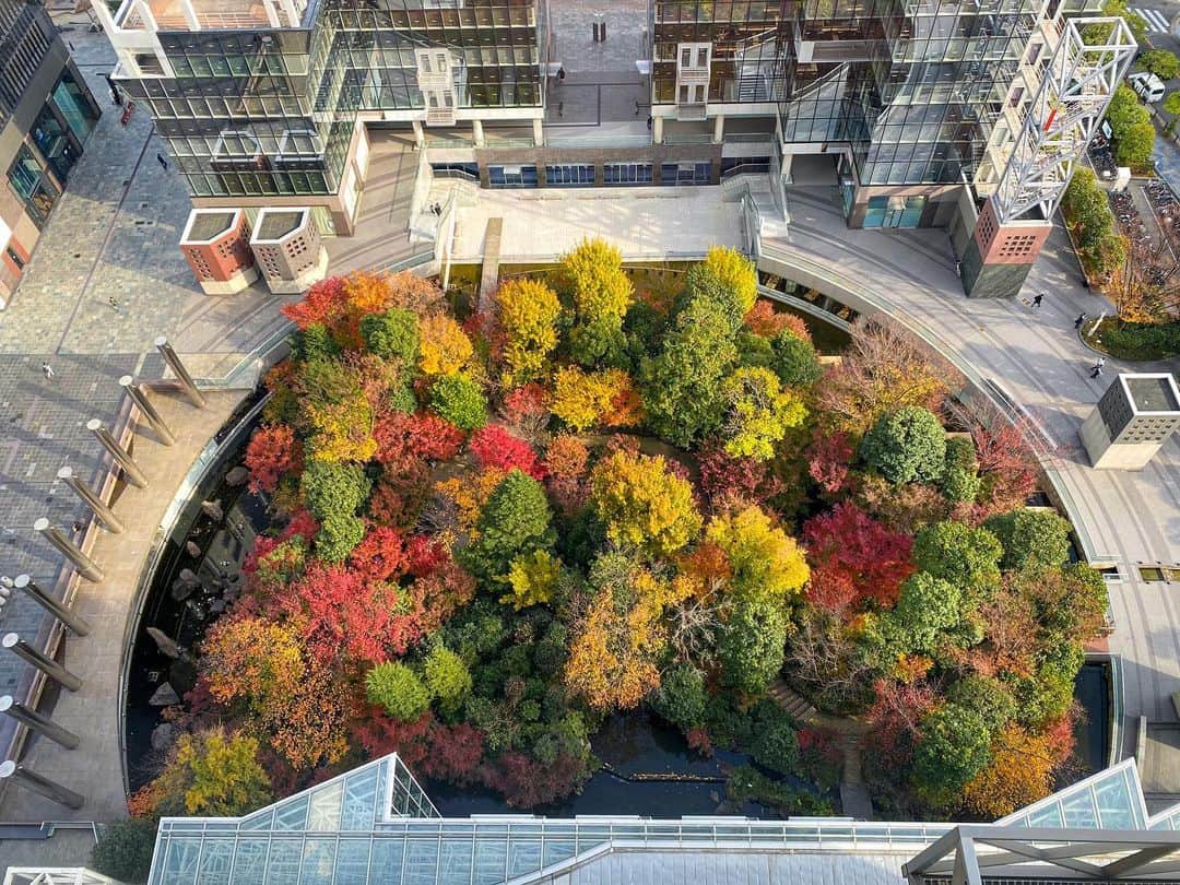 のインスタグラム：「紅葉が1番キレイな季節です🍁 中自然の森を上から見下ろせるお部屋のご用意が可能です☺️ ご予約の際にご連絡くださいませ✨ . ————————————————— #中自然の森 #紅葉 #お散歩 ————————————————— ⠀ Tag @westinosaka to share your image with us. ⠀ ⠀⠀ #WestinOsaka #ウェスティンホテル大阪」