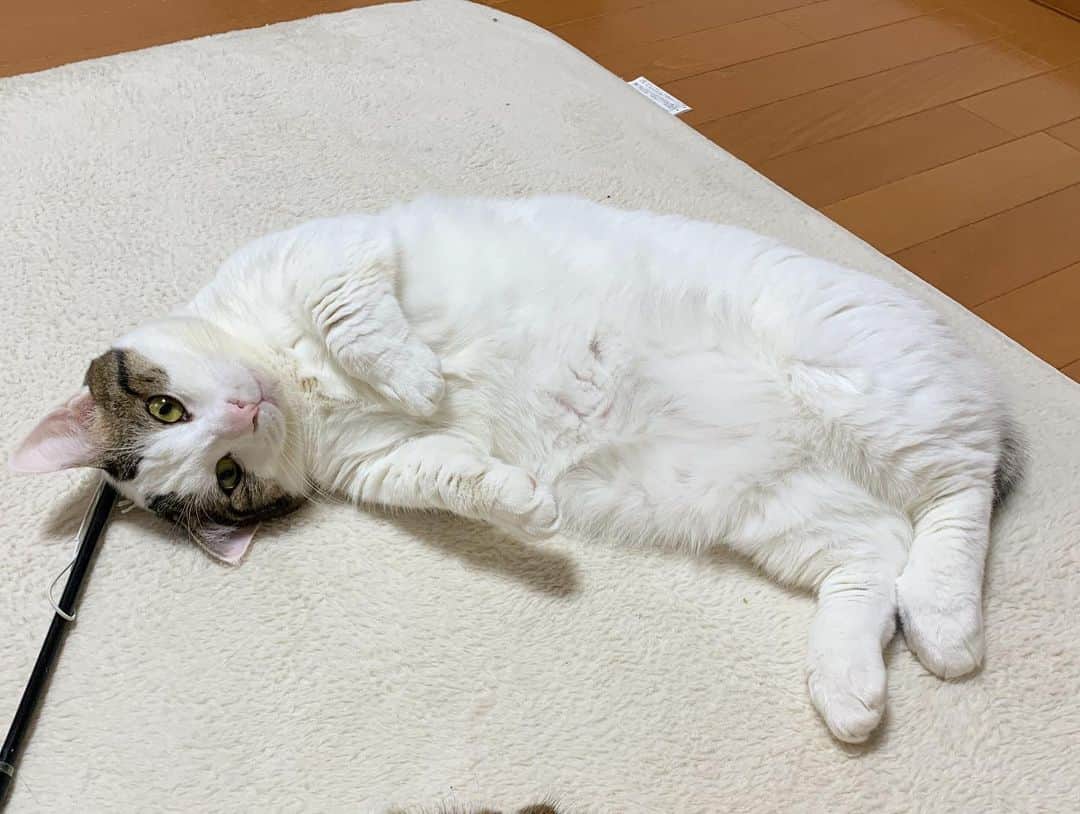 ひのき猫さんのインスタグラム写真 - (ひのき猫Instagram)「めっちゃ見てきたけど、眠かったみたいです(●´ω｀●)」12月9日 14時54分 - hinoki.cute.kitten