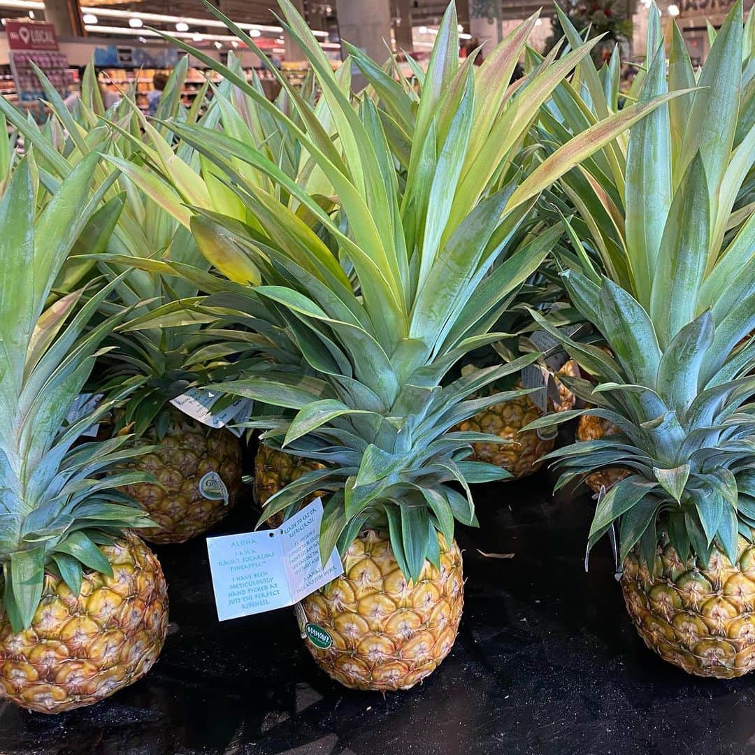 和央ようかさんのインスタグラム写真 - (和央ようかInstagram)「Pineapple 🍍 and Me and Dondon🐶😜  ハワイは本当にパイナップル🍍があり得なくおいしい😍😍😍😋 毎日頂いてます🙏👍🍍 たいがい日本の果物がおいしいと思うけど、パイナップル🍍はハワイで買うのが1番だね😊  #takakoworldstylin🌎 #lifestyle #hawaii #pineapple #yokawao #和央ようか」12月9日 14時54分 - yokawao0215